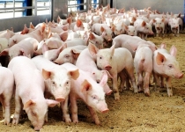 Україна з початку року збільшила експорт свинини в 2,3 раза Україна з початку року збільшила експорт свинини в 2,3 раза