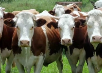 Мінагропрод: Інструкція для отримання дотацій за ВРХ Мінагропрод: Інструкція для отримання дотацій за ВРХ