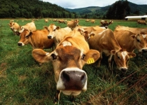 Вступили в силу порядки регистрации КРС, овец, коз и свиней Вступили в силу порядки регистрации КРС, овец, коз и свиней