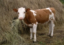 Як отримати 2500 грн дотації за утримання телят.