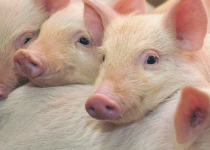 Украинская свинина возвращается в Россию Украинская свинина возвращается в Россию