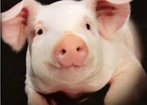 Украина представила потенциал отечественного животноводства в Китае Украина представила потенциал отечественного животноводства в Китае