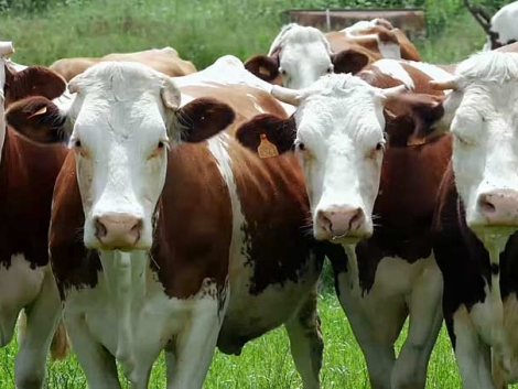 Мінагропрод: Інструкція для отримання дотацій за ВРХ