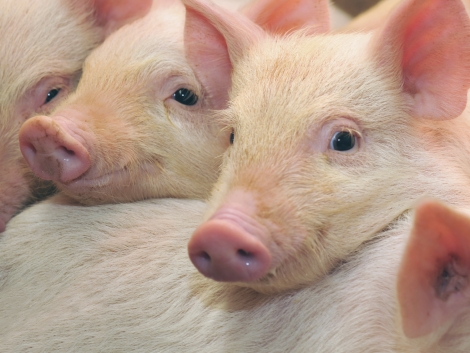 Украинская свинина возвращается в Россию