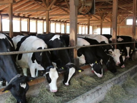 Аграрні тенденції: зростання виробництва та зменшення поголів'я